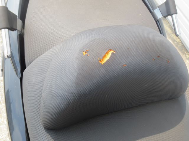 �V�[�g�j��