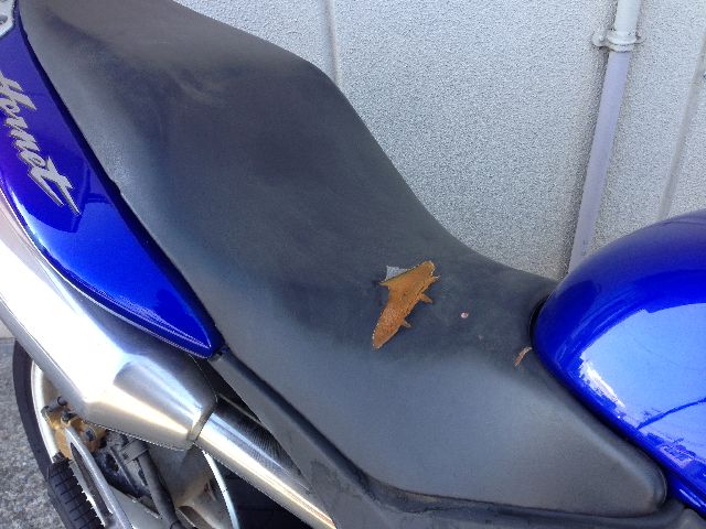 取引相手決まりました。感謝‼️ホーネット250 不動車 不動車のホーネット250買取価格事例｜バイクエースは不動車も買取